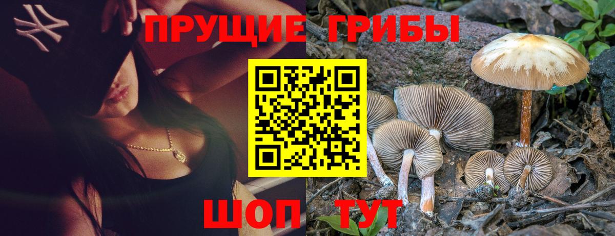 Галлюциногенные грибы Psilocybe Керчь